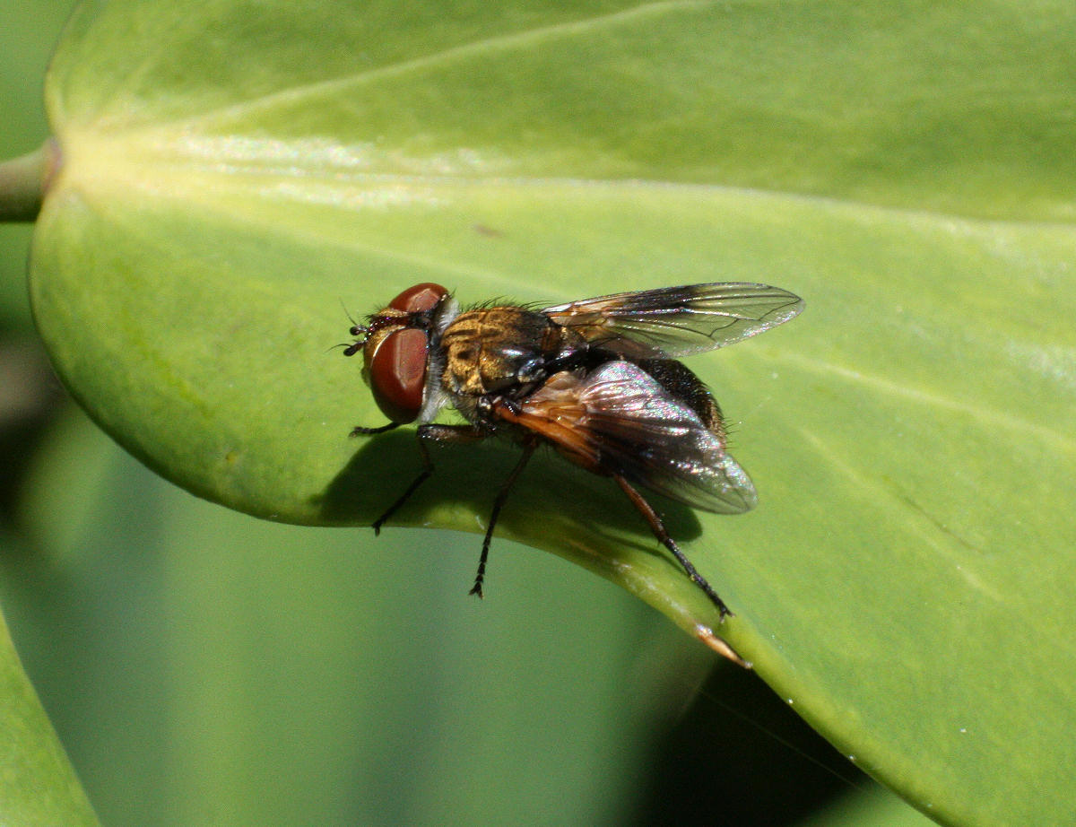 dittero da identificare